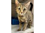 Adopt Sara a Domestic Short Hair