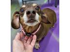 Adopt Dolly a Dachshund