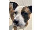 Adopt Rena a Mixed Breed