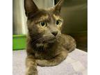 Adopt Mallory a Dilute Tortoiseshell