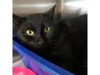 Adopt Alberta a Domestic Short Hair