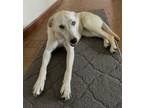 Adopt Sharis a Labrador Retriever