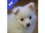 Adopt Clementine a Pomeranian, Mixed Breed