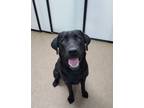 Adopt Juniper a Black Labrador Retriever