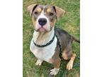 Adopt Holly a Pit Bull Terrier, Mixed Breed