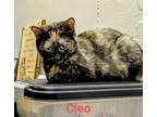 Adopt Cleo a Domestic Short Hair