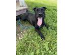 Adopt Spice a Patterdale Terrier / Fell Terrier, Mixed Breed