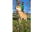 Adopt Layla a Shiba Inu