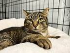 Adopt Kenzie a Domestic Short Hair