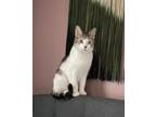 Adopt Hedwig the Owl a Domestic Short Hair