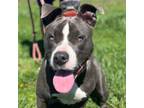 Adopt SABLE a American Staffordshire Terrier