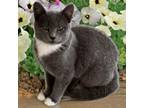 Adopt Luna D a Russian Blue, Domestic Short Hair