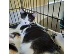 Adopt #5318 Ember a Domestic Medium Hair