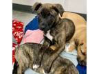 Adopt Joie (Formerly known as Princess) a Mountain Cur, Boxer
