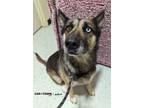 Adopt Nibiru a German Shepherd Dog, Siberian Husky