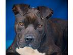 Adopt Tilly a Pit Bull Terrier