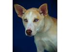 Adopt Scarlet a Husky, Mixed Breed