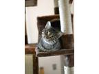 Adopt VooDoo a Domestic Medium Hair, Domestic Short Hair