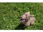 Adopt Baby Bop a Pit Bull Terrier, Mixed Breed