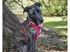 Adopt Nola a Dutch Shepherd, Mixed Breed