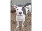 Adopt Jada a Pit Bull Terrier, Mixed Breed