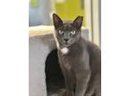 Adopt Martie a Domestic Short Hair