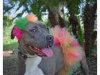 Adopt Mango (Underdog) a Pit Bull Terrier, Mixed Breed