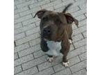 Adopt Mango (Underdog) a Pit Bull Terrier, Mixed Breed
