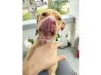 Adopt Samantha (Underdog in Foster) a Pit Bull Terrier, Mixed Breed