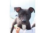 Adopt Valley a Pit Bull Terrier, Mixed Breed