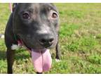 Adopt Celeste (Underdog) a Pit Bull Terrier, Mixed Breed