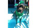 Adopt Mia (Underdog) a Pit Bull Terrier, Mixed Breed