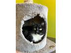 Adopt Pure Leaf a Domestic Short Hair