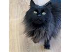 Adopt Cub a Domestic Long Hair