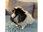 Adopt EDNA MODE--IN FOSTER a Guinea Pig