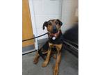 Adopt STELLA a German Shepherd Dog, Mixed Breed