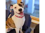 Adopt Honey a Pit Bull Terrier