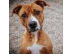 Adopt Muffin a Mixed Breed