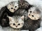 Scottish Fold Litter 4 Kittens