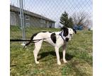 Adopt Lucy--SEE VIDEO a Labrador Retriever, Boxer