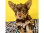 Yorkshire Terrier Puppy for sale in Hephzibah, GA, USA