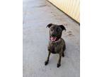 Adopt Sierra Rose a Blue Lacy