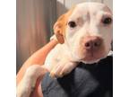 Adopt Angel a Pit Bull Terrier, American Staffordshire Terrier