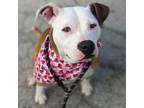 Adopt Milly Mae a American Staffordshire Terrier, Pit Bull Terrier