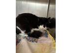 Adopt Oreo a Tuxedo