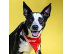 Adopt DOMINO a Border Collie, Mixed Breed