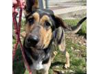 Adopt Rosie a German Shepherd Dog, Great Dane