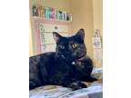 Adopt Peakaboo a Domestic Short Hair