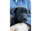 Adopt Bella a American Staffordshire Terrier, Mixed Breed