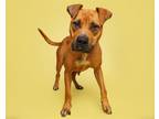 Adopt Sweets a Mixed Breed